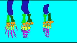 CVA: LIMB EVOLUTION: REPTILE FINS.avi