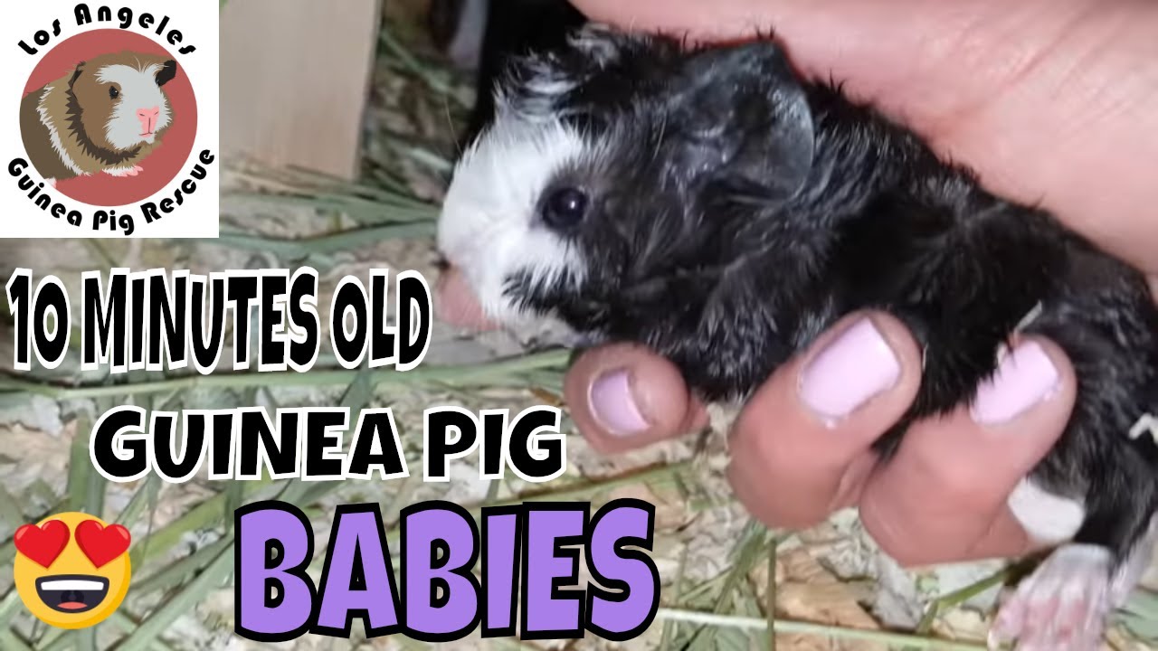 what do baby guinea pigs look like