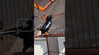 Download Lagu Kacer gacor full isian istimewa dari Kacer hitam 🔥 #kacergacor #kacer #suaraburungkacer MP3