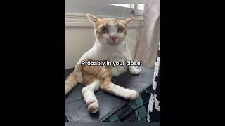 EVIL Larry Cat VS Funny FYP Memes! #evillary #cat #animals