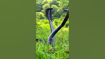 Snake Video 🐍 #shotrs #snake #viral