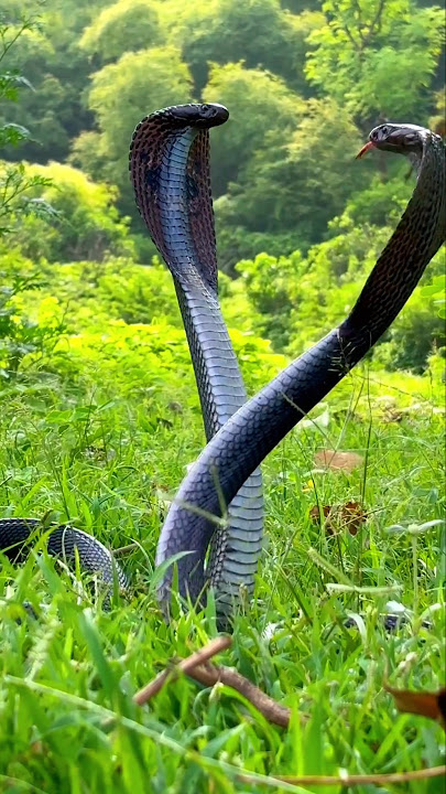 Snake Video 🐍 #shotrs #snake #viral
