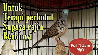 Terapi Perkutut, Melatih Perkutut supaya Rajin bunyi.mp3