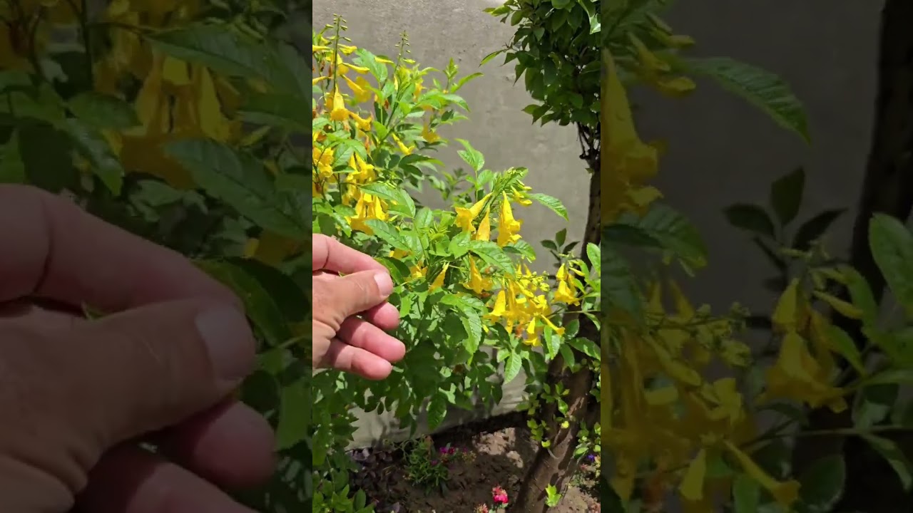 الارض تعطي بقدر مانعطيها ⚘️حديقتي جنتي⚘️