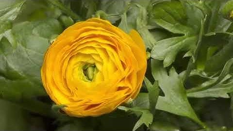 سورة البقرة بصوت شافي ومريح