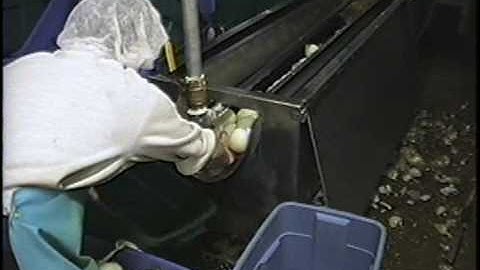 Onion Peeler - 3,500 lbs./Hr. - CharliesMachineandSupply.com