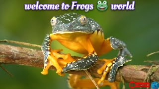 Exploring the World of Frogs🐸 | मेंढकों की दुनिया || Funny frogs || Beautiful Frogs on Planet💯 by Vicky's Vitality Vlog 117 views 1 month ago 1 minute, 55 seconds