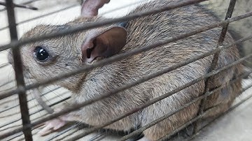 mouse trap \ electric mousetrap \ water mouse trap \ Make a mouse trap with a plastic box
