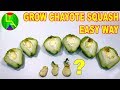 How to grow chayote squash at home easily