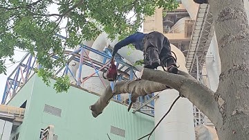 Cưa  cây  xà  cừ  tím  ở  kho  xi  măng  hà  tiên