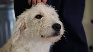 Lexington Humane Society pet-concierge service to help you find your perfect pet
