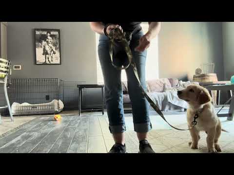 STEP TWO: LOOSE LEASH/COMPANIONABLE walking