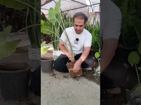 تکثیر باباآدم از ریشه