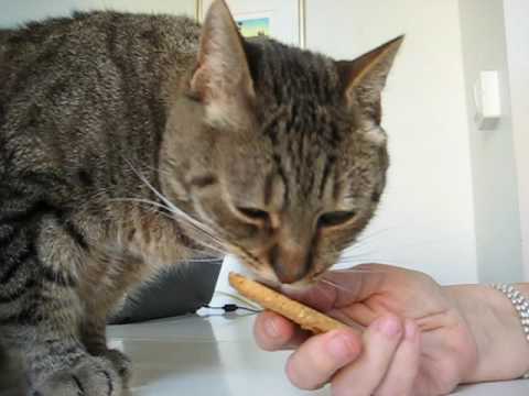 cat แปลว่า Cookie monster