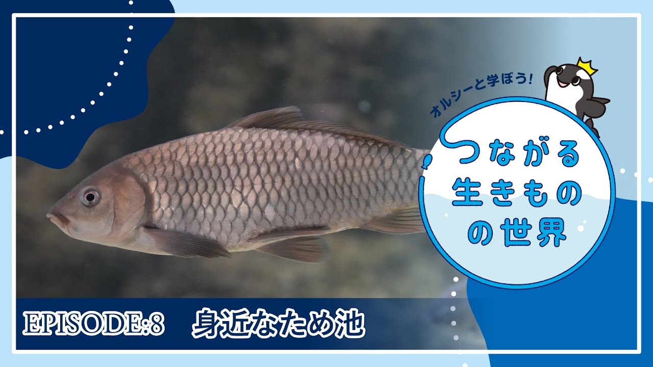 アマモ場の生きもの 第13回】アマモ場の生きもの【オルシーと学ぼう！つながる