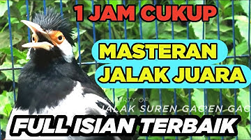BURUNG JALAK SUREN GACOR FULL ISIAN EFEKTIF dan EFISIEN untuk PANCINGAN MASTERAN SEMUA JALAK