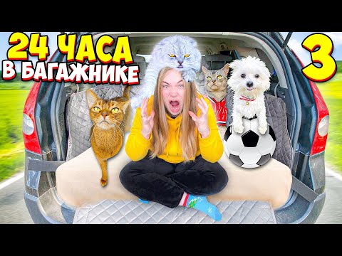 24 ЧАСА В БАГАЖНИКЕ СО ВСЕМИ КОТАМИ И СОБАКОЙ | АРИЕЛА В ПАНИКЕ