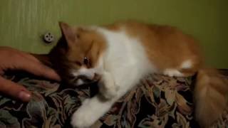 Преданная кошка Преданная кошка