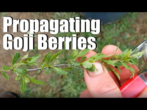 MULTIPLY Your Goji Berry Plants With This SIMPLE Method