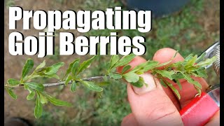 MULTIPLY Your Goji Berry Plants With This SIMPLE Method
