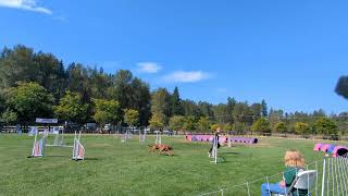 Paris' Redbone Coonhound Agility  First UKI Beginner Speedstakes run!