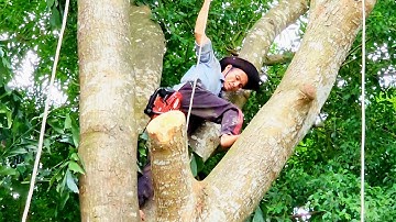 Cưa Cây Xà Cừ Siêu Khủng Lồ / Super Giant Conch Tree Saw | P.1 | Tập 966