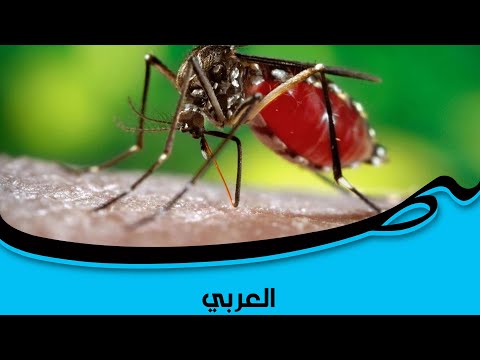 فيديو: هل لدغة البعوض حسب فصيلة الدم؟