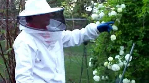 Honey Bee swarm snow ball bush w/Matt King and Fer...