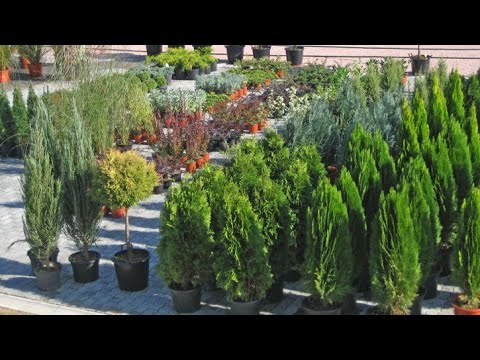 Video: Biljke Za Rasadnik