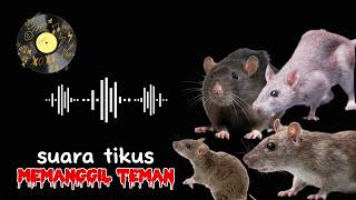 suara tikus untuk perangkap | ampuh memanggil kawanan tikus