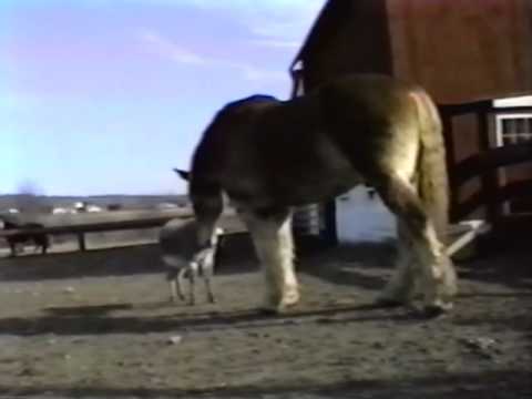 hilarious,-donkey-yells-at-huge-belgian-(clydesdale)-horse!-awesome
