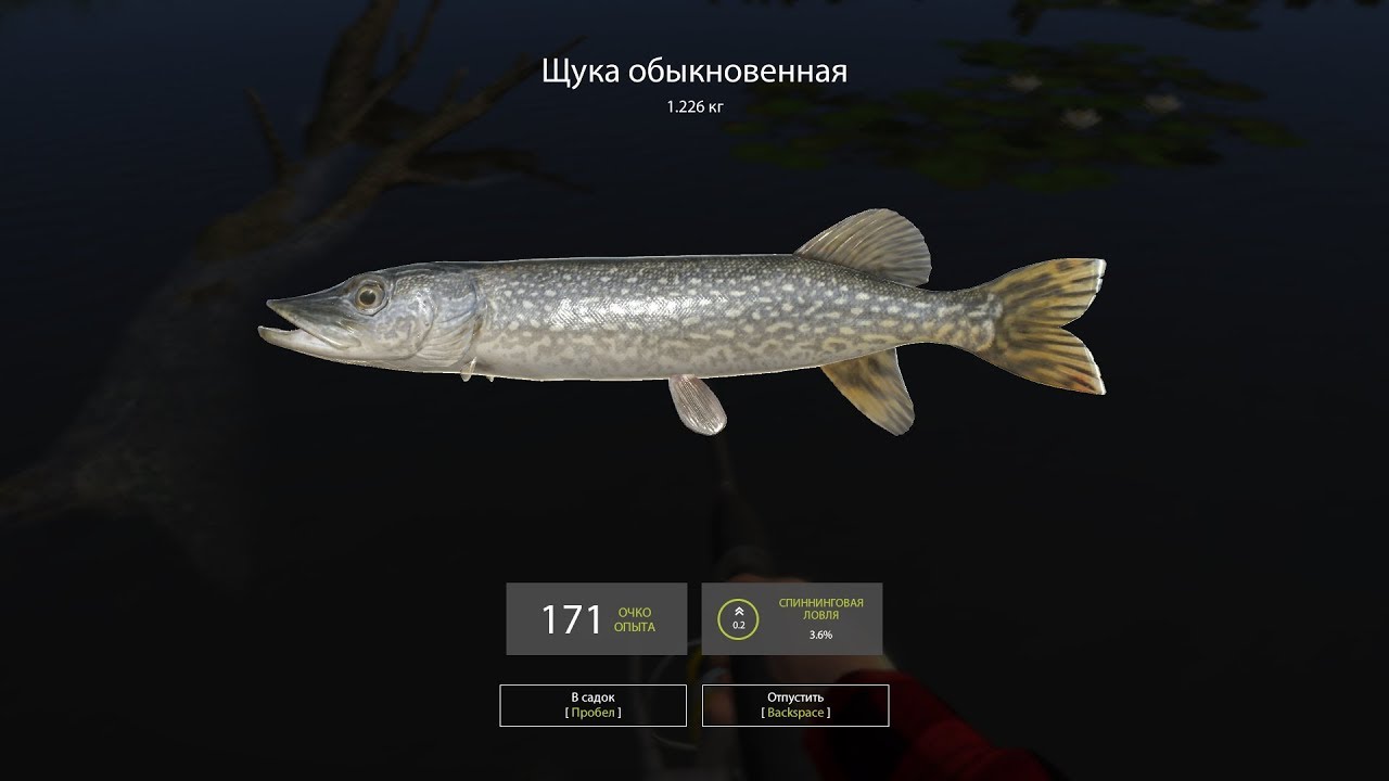 Русская рыбалка 4 как поймать