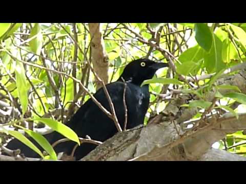 Greater Antillean Grackle,