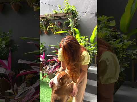 Vídeo: Como treinar seu cão para tocar um sino para sair