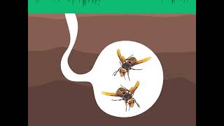 How Invasive Pests Spread: Asian Giant Hornet Edition