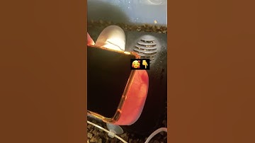 Wow 😮 Python egg with baby moving inside 🥰🥰   #shorts #ballpython #reptiles #snake