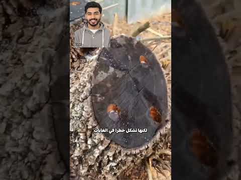 تجنب هذا الخطأ عند حرق الجذوع