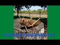Nuvem de Gafanhotos