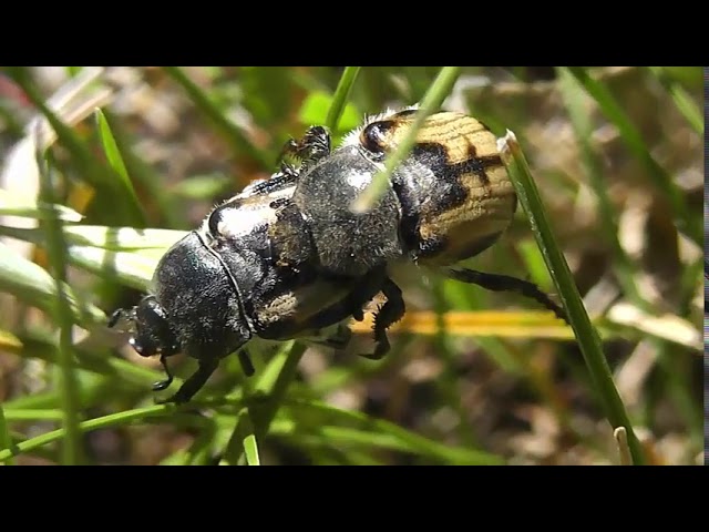 БИОСФЕРА: 174. Кузька Крестоносец (Anisoplia agricola)