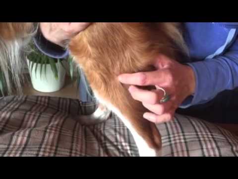 Gallenblasenmeridian Hund - YouTube