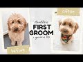 Goldendoodle Puppy&#39;s First Haircut // Mobile Groomers // Puppy Transformation // Puppy Vlog