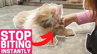 How to Train Your Shih Tzu to Stop Biting?