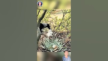 một con Quạ liều lĩnh phục kích tổ chim đại bàng và cái kết #thegioidongvat #shortvideo #shorts