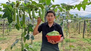 Harvesting Melon Garden Goes to the market sell - Gardening | Country Life - Man