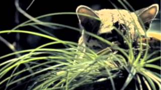 Margay Project Video