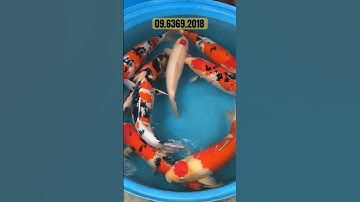 Koi nhật gosanke size lớn tìm kiếm 2024 | #cakoi | #koi | #cakoijapan | #hokoi | #koifish