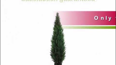 7 foot Artificial Cedar Tree - artificialplantsandtrees.com
