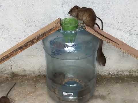 Video: Hvordan Lage En Rottefelle Med Egne Hender