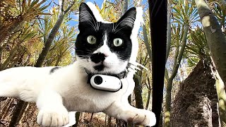 If Cats Could SPEAK: Cats With Cameras Share Their World With Us (Negrito's Adventure) by Purr With Us  1,583 views 10 days ago 9 minutes, 53 seconds