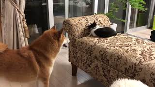 ゆきちゃんがママになりました。